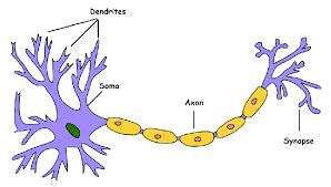 bneuron.jpeg