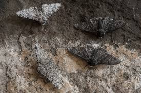 moth2.jpeg