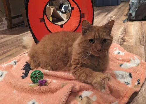 orange cat sitting on pink blanket
